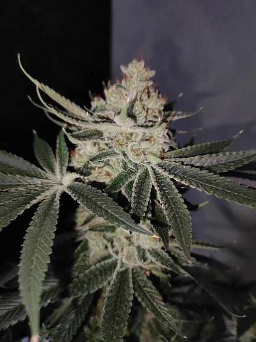 Gelato 41 #3. Week 14