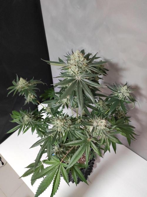 Gelato 41 #3. Week 14