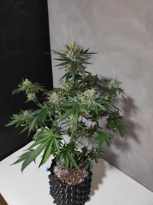 Gelato 41 #3. Week 14