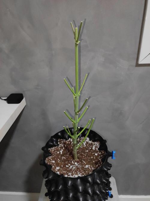 Gelato 41 #4. Week 14