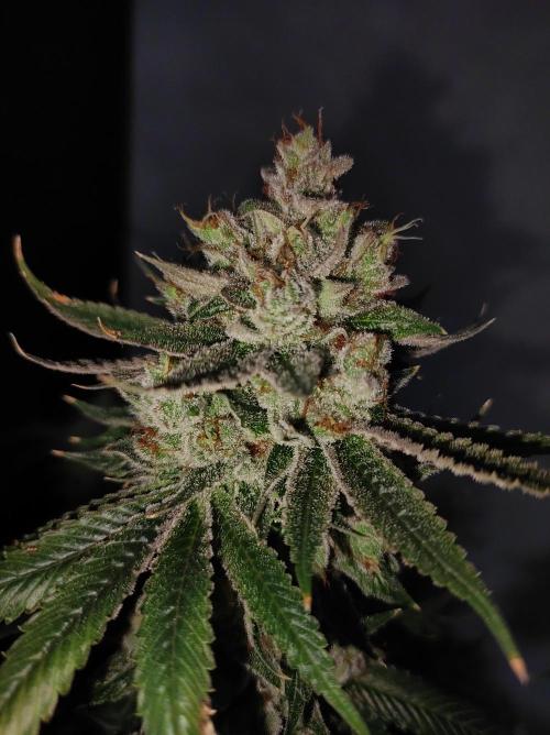 Gelato 41 #4. Week 14