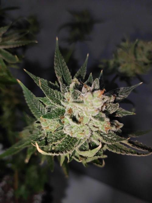 Gelato 41 #4. Week 14