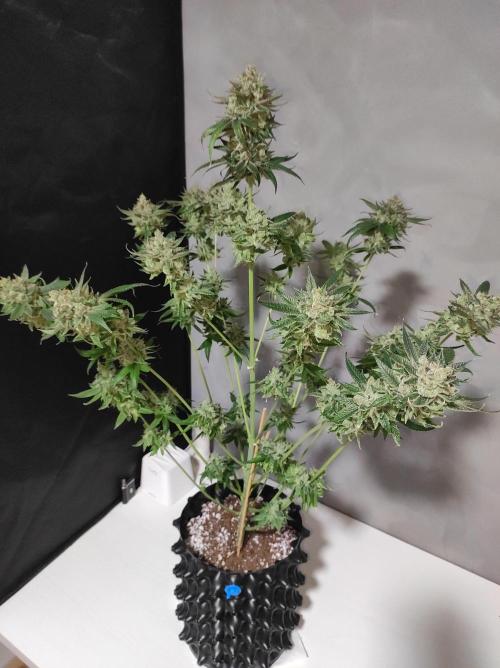 Gelato 41 #4. Week 14