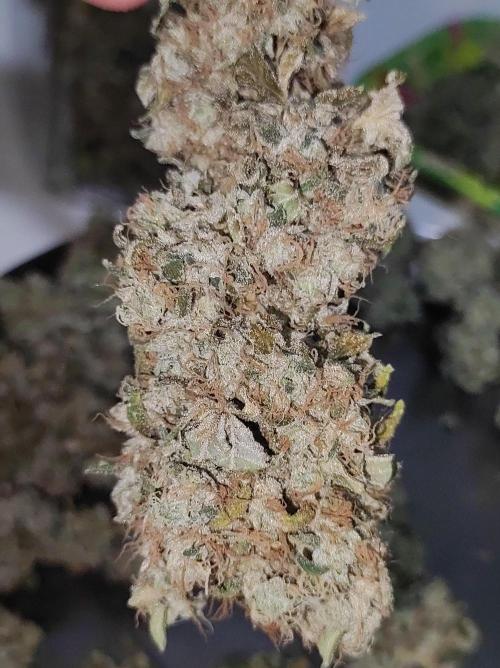 Radical Juice. Week 15