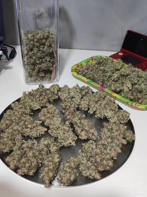 Radical Juice. Week 15