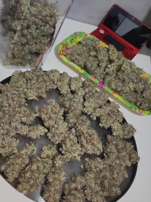 Radical Juice. Week 15