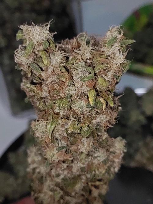 Radical Juice #1. Week 12