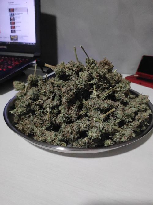 Radical Juice #2. Week 12