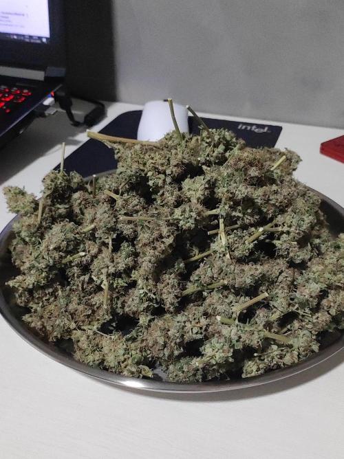 Radical Juice #2. Week 12