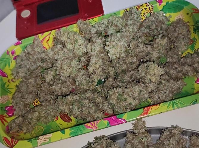 Radical Juice #2. Week 12