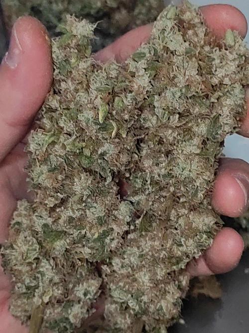 Radical Juice #2. Week 12