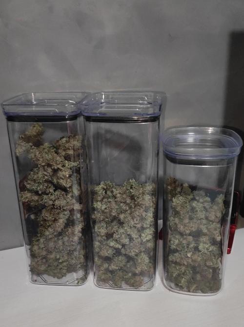 Radical Juice #1. Week 12