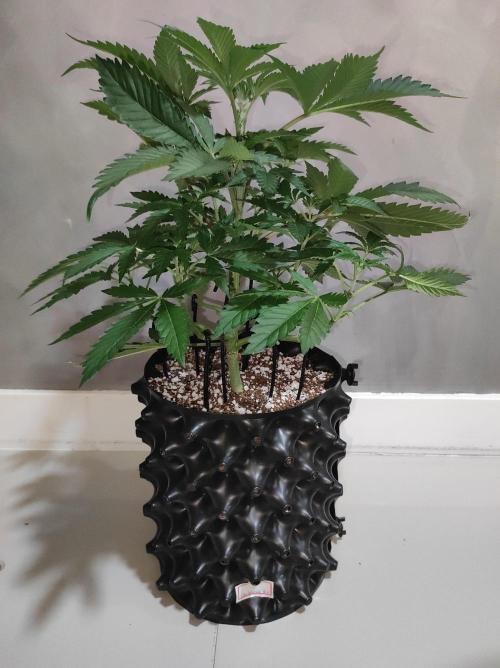 Godness Flower #2. Week 5