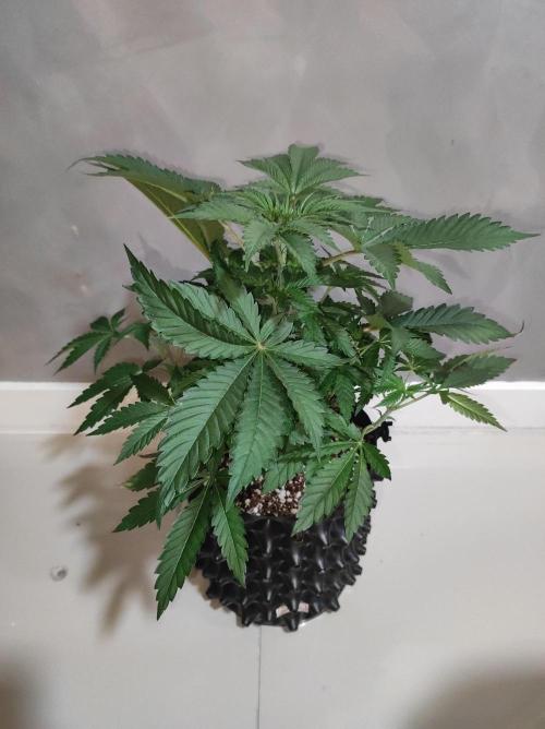 Godness Flower #2. Week 5