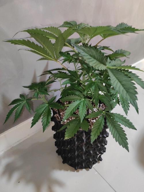 Godness Flower #2. Week 5