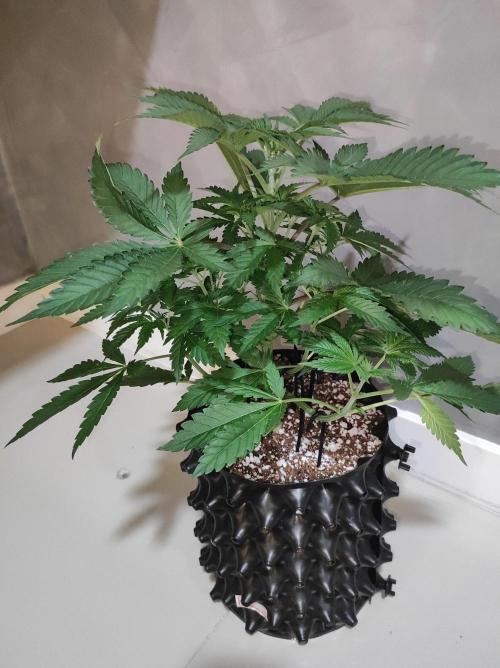 Godness Flower #2. Week 5