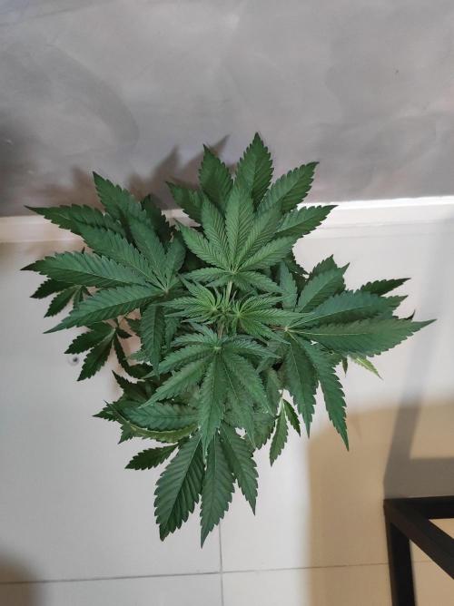 Godness Flower #2. Week 5