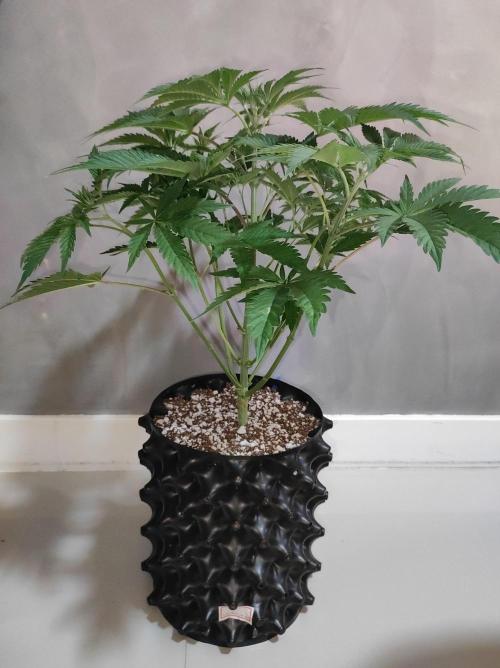 Lambeijax #2. Week 5