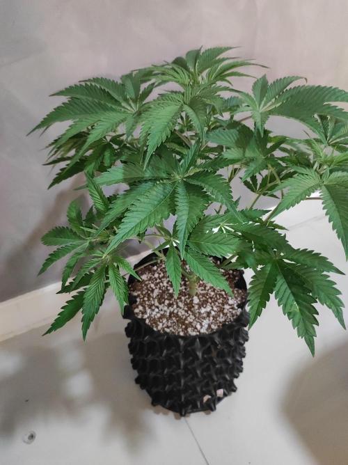 Lambeijax #2. Week 5