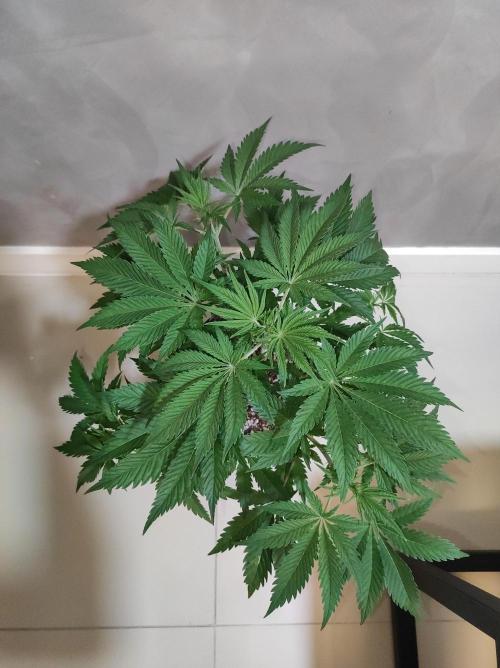 Lambeijax #2. Week 5