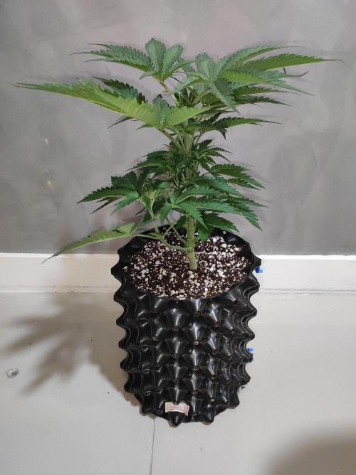 Godness Flower. Week 5