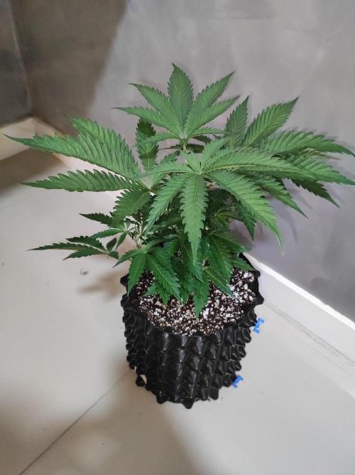 Godness Flower. Week 5