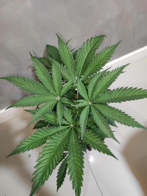 Godness Flower. Week 5