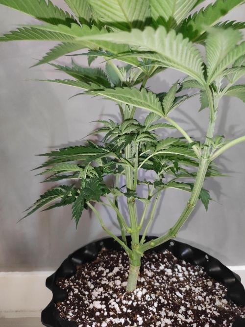 Godness Flower. Week 5