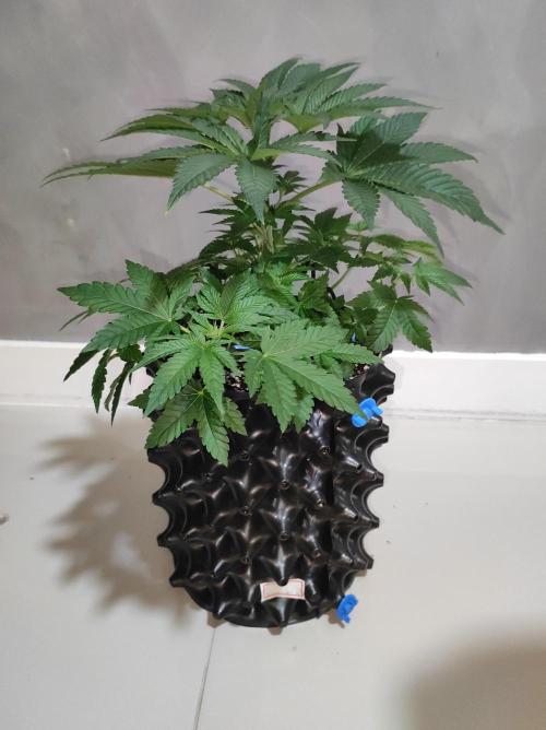 Colombian Gold. Week 5