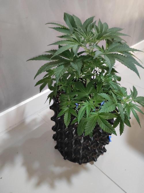 Colombian Gold. Week 5