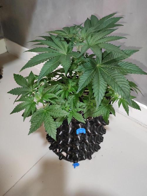 Colombian Gold. Week 5