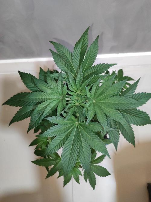 Colombian Gold. Week 5