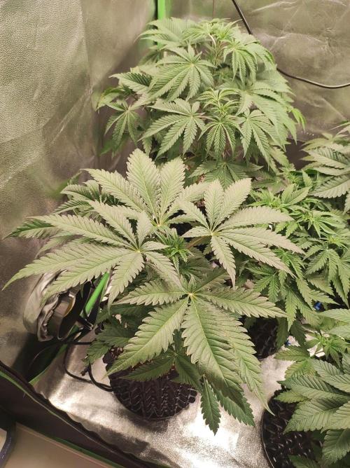 Godness Flower. Week 6