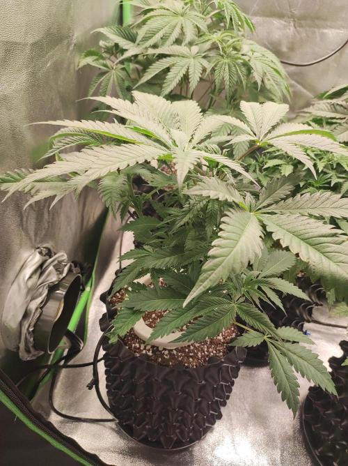 Godness Flower. Week 6