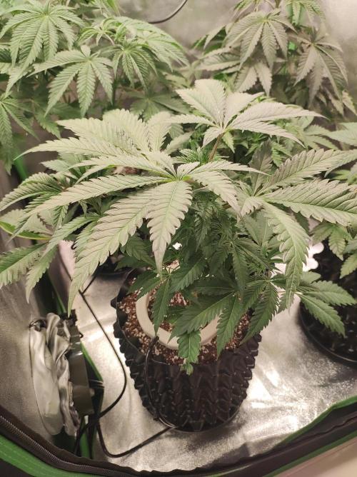 Godness Flower. Week 6