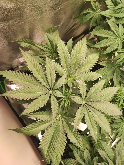 Godness Flower. Week 6