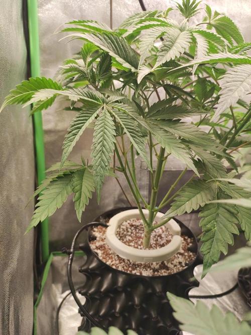 Lambeijax #2. Week 6