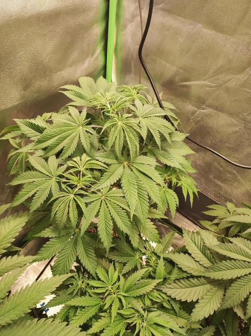 Lambeijax #2. Week 6