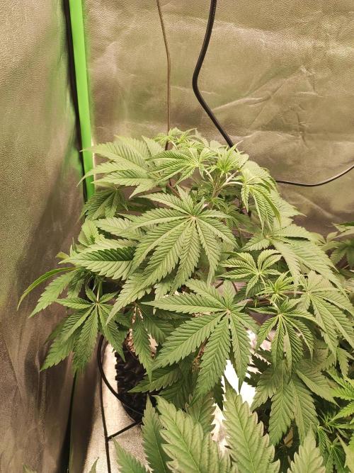 Lambeijax #2. Week 6