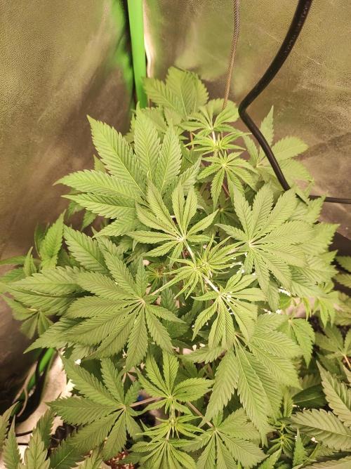 Lambeijax #2. Week 6