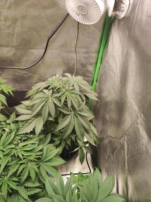 Godness Flower #2. Week 6