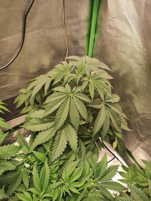 Godness Flower #2. Week 6