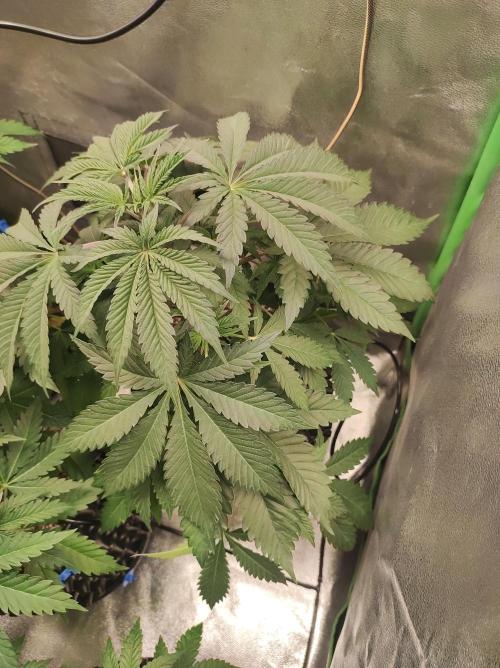 Godness Flower #2. Week 6