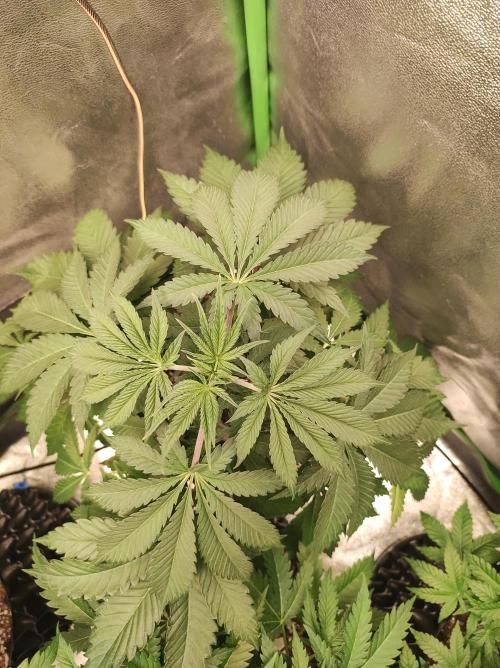 Godness Flower #2. Week 6