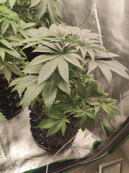 Colombian Gold. Week 6