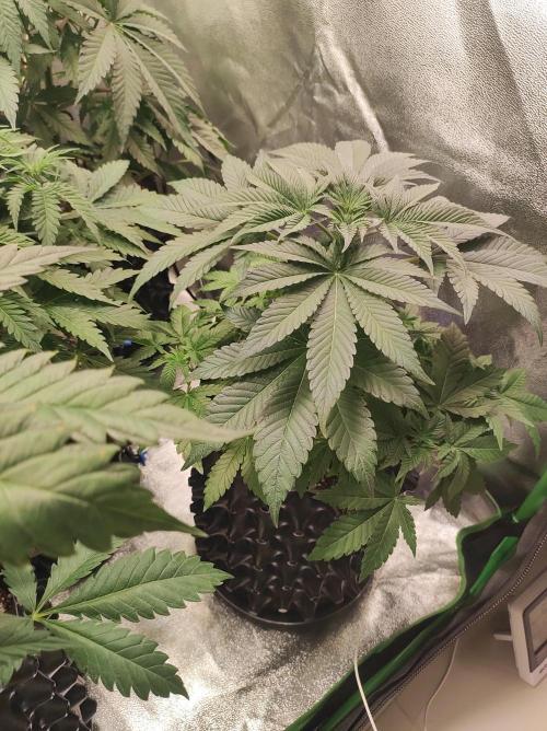 Colombian Gold. Week 6