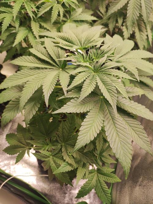 Colombian Gold. Week 6