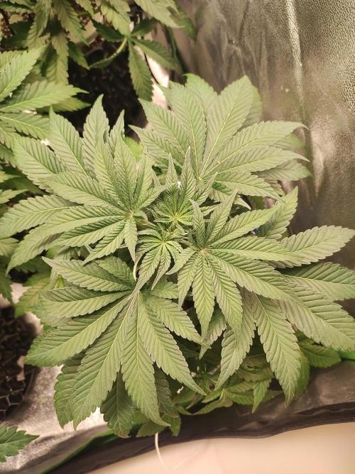 Colombian Gold. Week 6