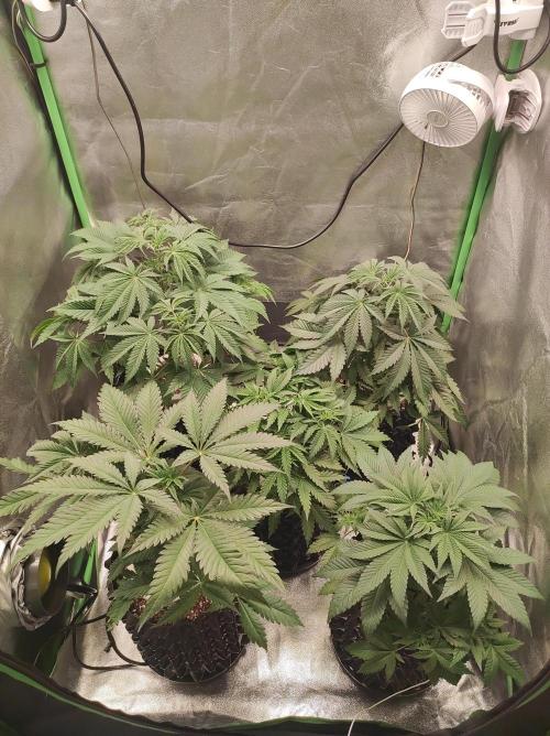 Colombian Gold. Week 6