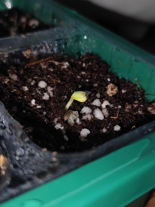 Ducksfoot. Week 0